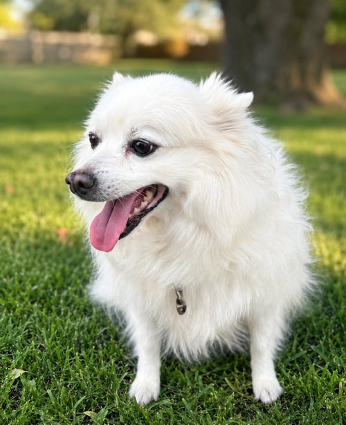 MANNI OF UNION CITY GA - American Eskimo Dog for adoption in Baltimore