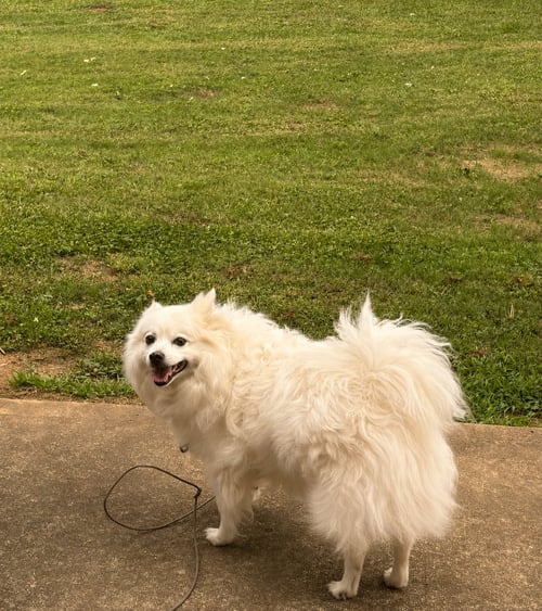 MANNI OF UNION CITY GA - American Eskimo Dog available for adoption