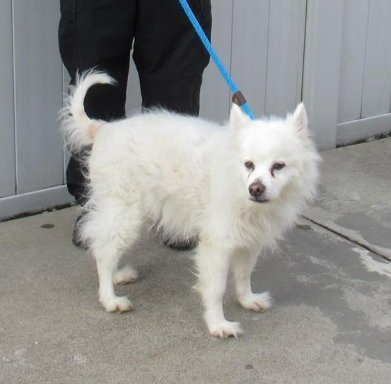 AUGGIE OF FL (AKA ALFREDO) - American Eskimo Dog available for adoption