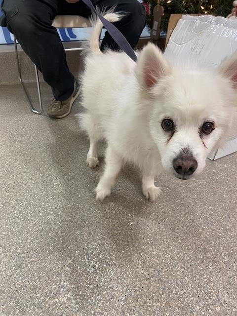 AUGGIE OF FL (AKA ALFREDO) - American Eskimo Dog for adoption in Palm Bay
