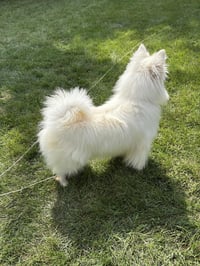 Meika of Bolingbrook IL - Photo 4