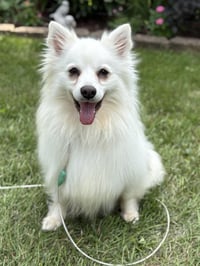 Meika of Bolingbrook IL - Photo 2