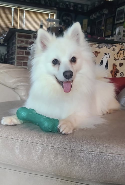 MEIKA OF BOLINGBROOK IL - American Eskimo Dog for adoption in Baltimore