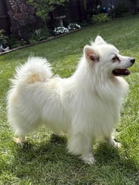 Meika of Bolingbrook IL - Photo 3