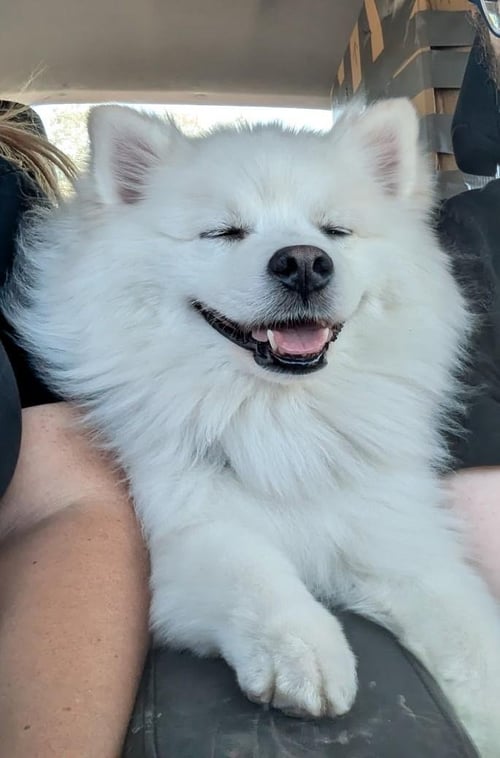 DANNY OF TACOMA WA - American Eskimo Dog for adoption in Baltimore