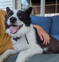 Max of Clarence NY - Photo 1