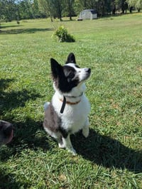 Max of Clarence NY - Photo 2