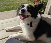 Max of Clarence NY - Photo 3