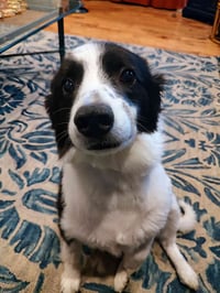 Max of Clarence NY - Photo 4