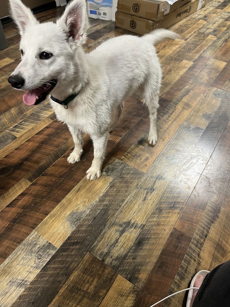 TEDDY OF WESTERNPORT MD - American Eskimo Dog available for adoption