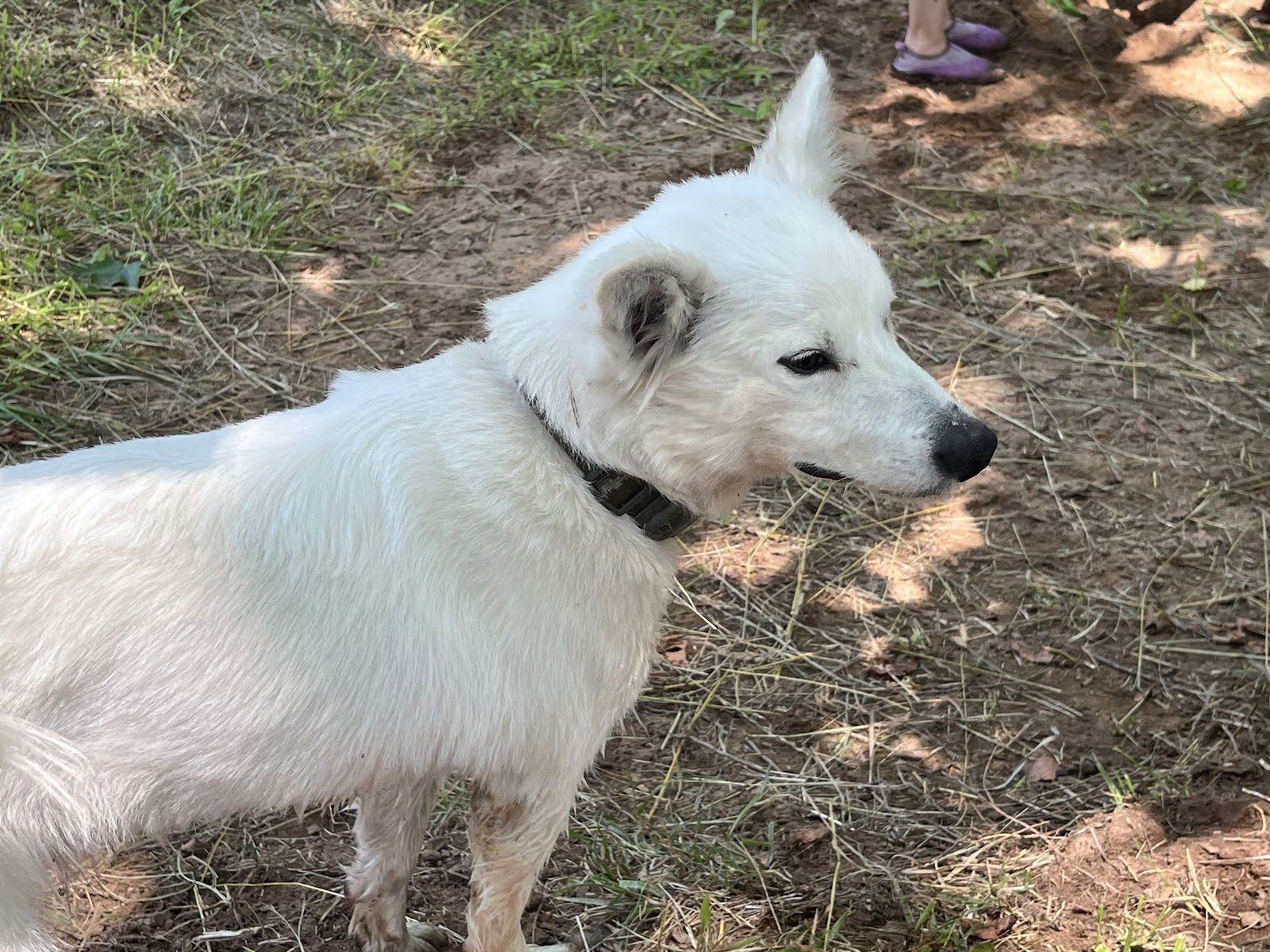 TEDDY OF WESTERNPORT MD - American Eskimo Dog available for adoption