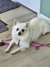 Ollie of MD - Photo 6