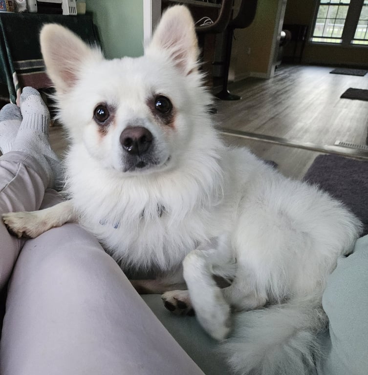 Ollie of MD Image