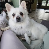 Ollie of MD - Photo 1