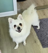 Ollie of MD - Photo 4