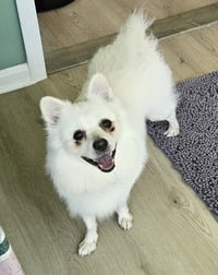Ollie of MD - Photo 5