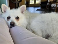 Ollie of MD - Photo 3