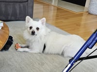 Ollie of MD - Photo 2