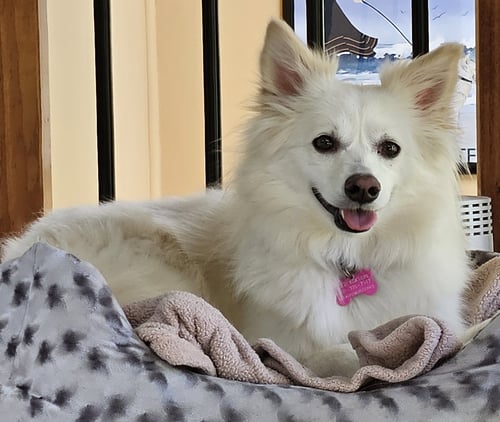 DIVA OF MD - American Eskimo Dog for adoption in Baltimore