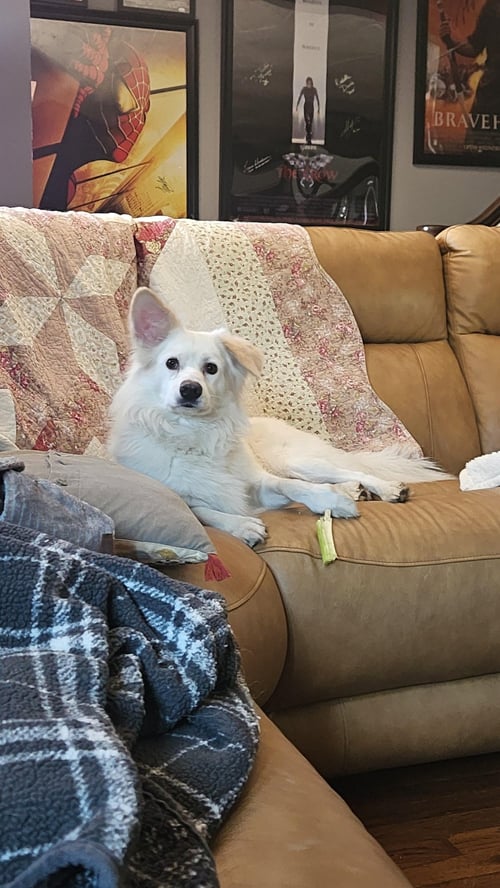 ROCCO OF CRESENT PA - American Eskimo Dog / Beagle for adoption in Baltimore