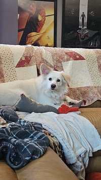 Rocco of Cresent Pa - Photo 6