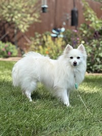 Myia of Bolingbrook IL - Photo 1