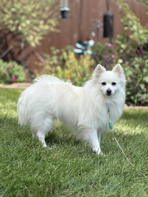 MYIA OF BOLINGBROOK IL - American Eskimo Dog for adoption in Baltimore