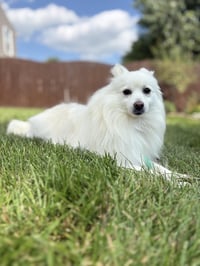 Myia of Bolingbrook IL - Photo 3