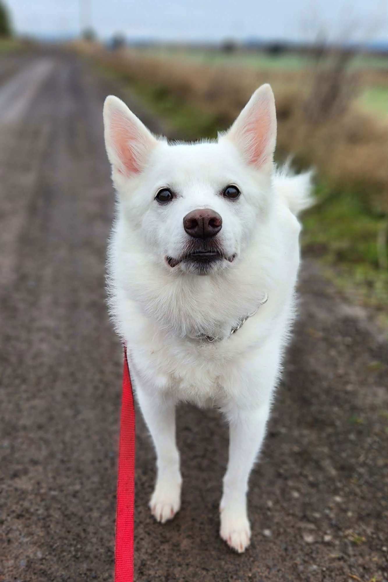 CODY OF GOLDENDALE WA - American Eskimo Dog available for adoption