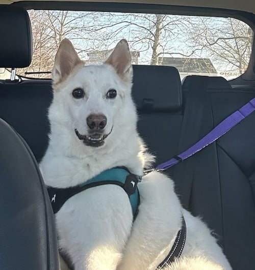 CASPER OF MD - Australian Cattle Dog/Blue Heeler / American Eskimo Dog for adoption in Baltimore