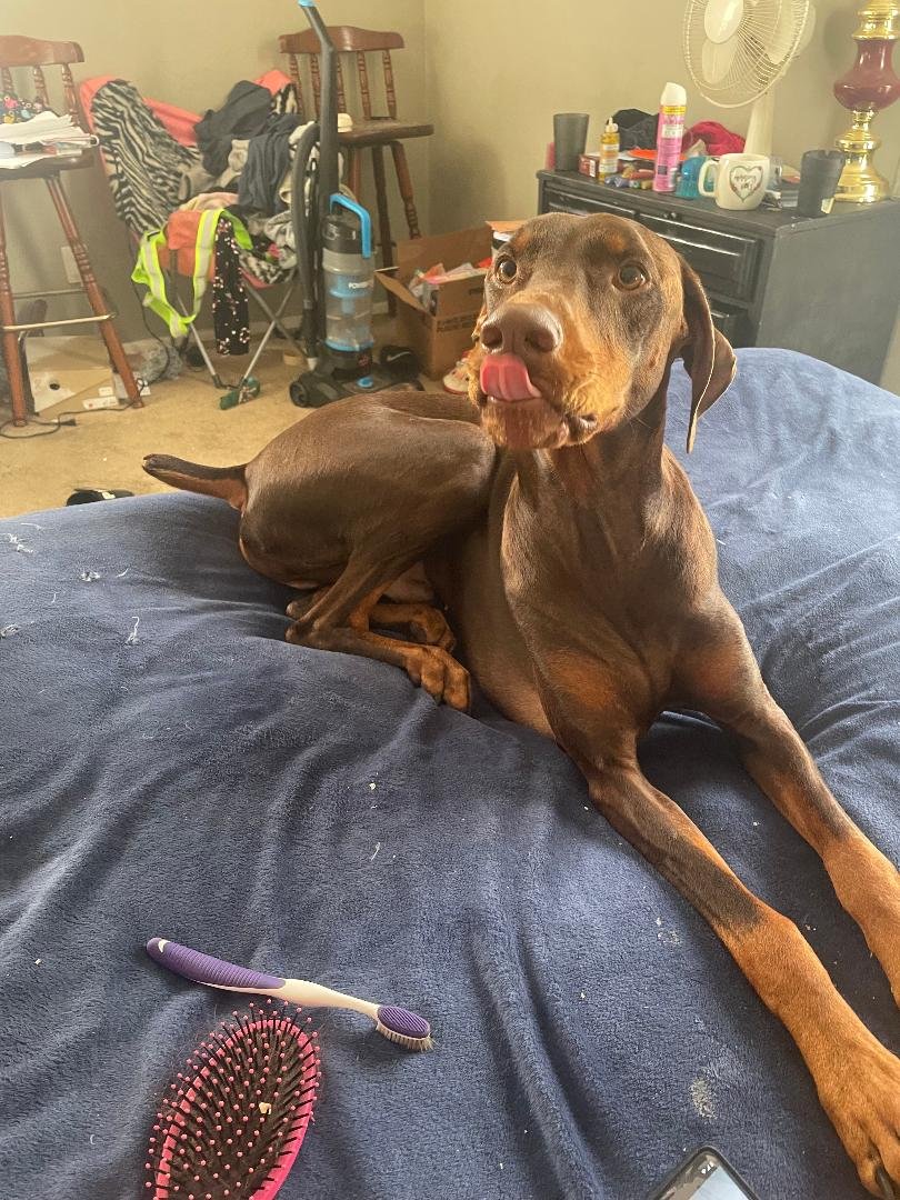 DASH - Doberman Pinscher available for adoption