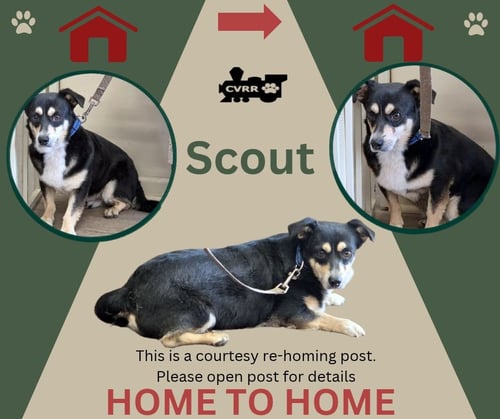SCOUT *HOME 2 HOME* - Corgi available for adoption