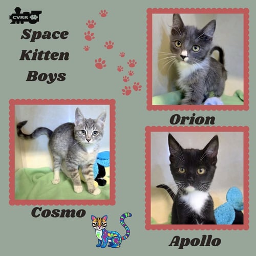 SPACE BOYS (KITTEN) - Domestic Short Hair available for adoption