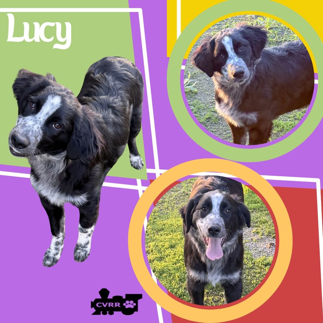 LUCY - Border Collie / Retriever available for adoption