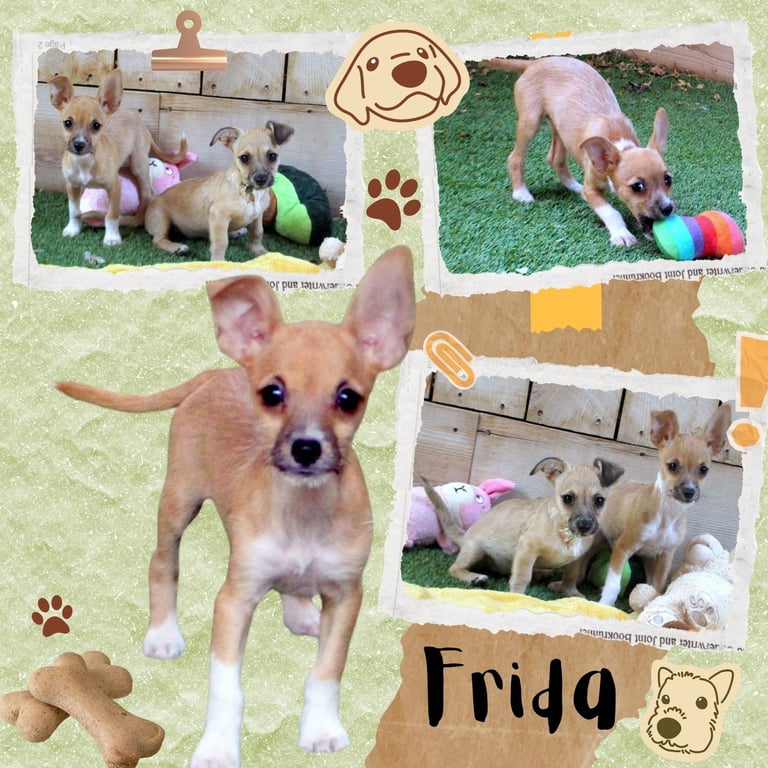Frida (Puppy) Image
