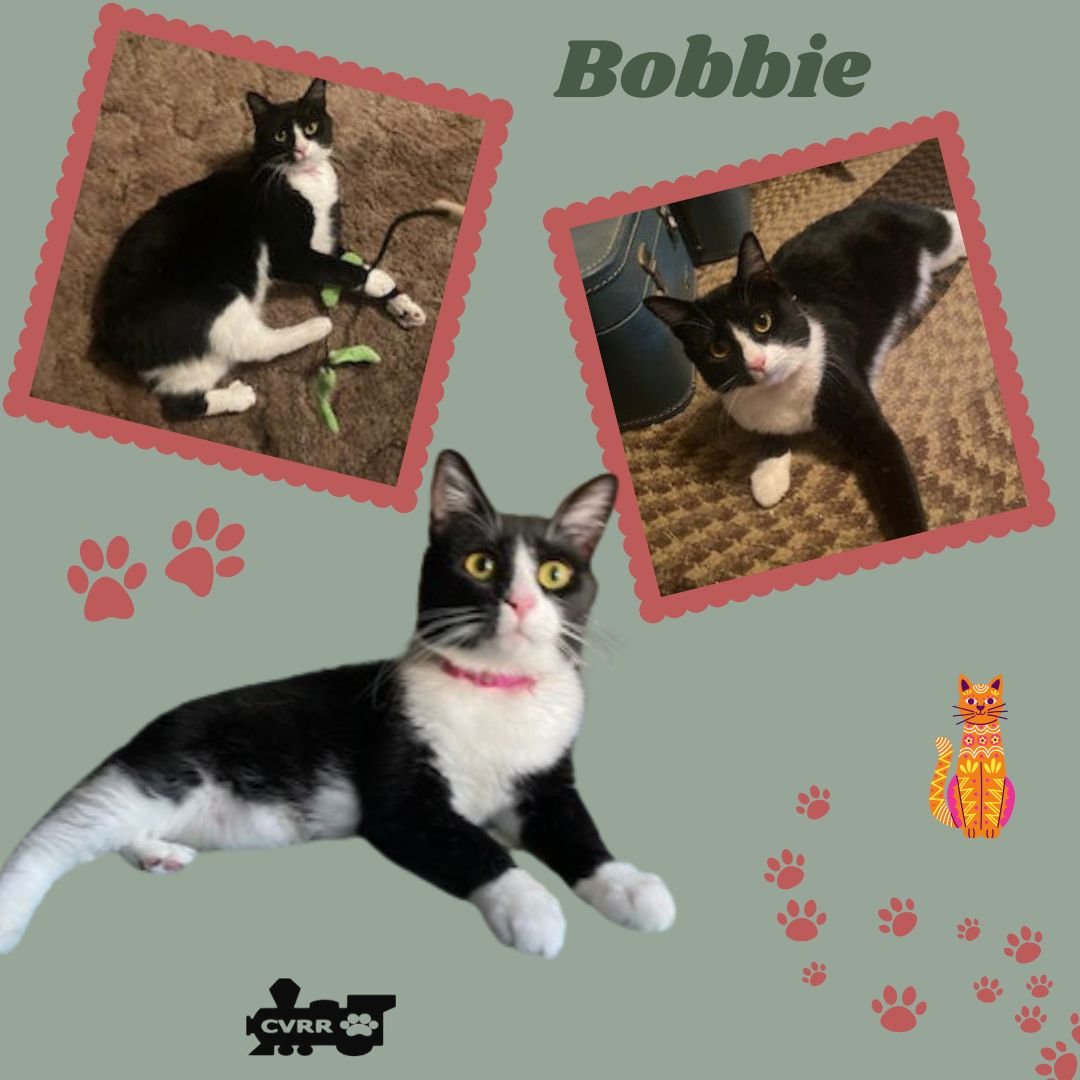 BOBBIE (CAT) - Domestic Short Hair / Tuxedo available for adoption