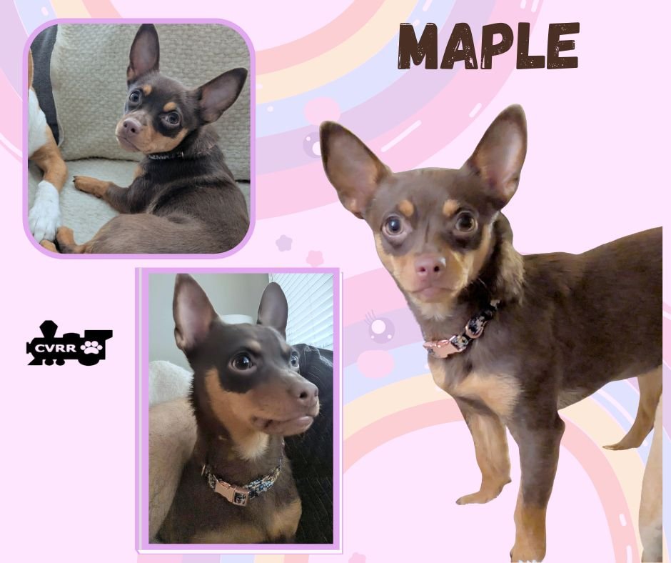 MAPLE - Chihuahua available for adoption