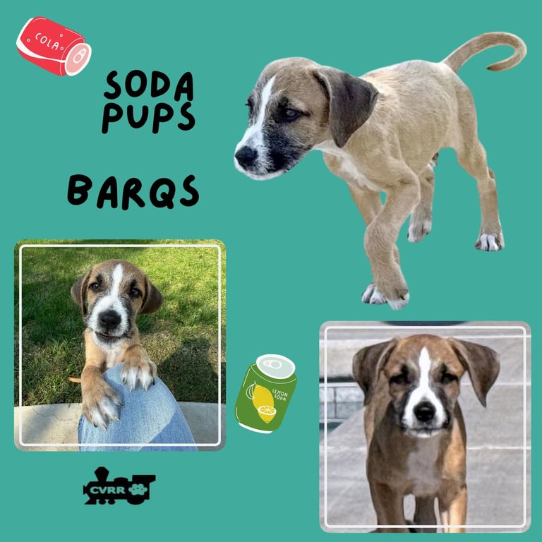 Barqs (Puppy) Image