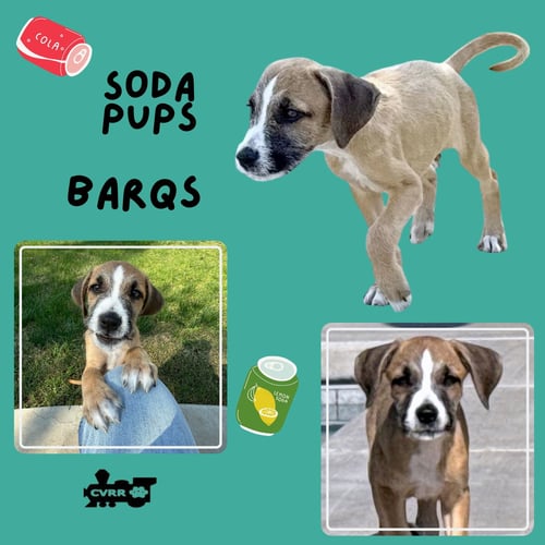 BARQS (PUPPY) - Terrier available for adoption