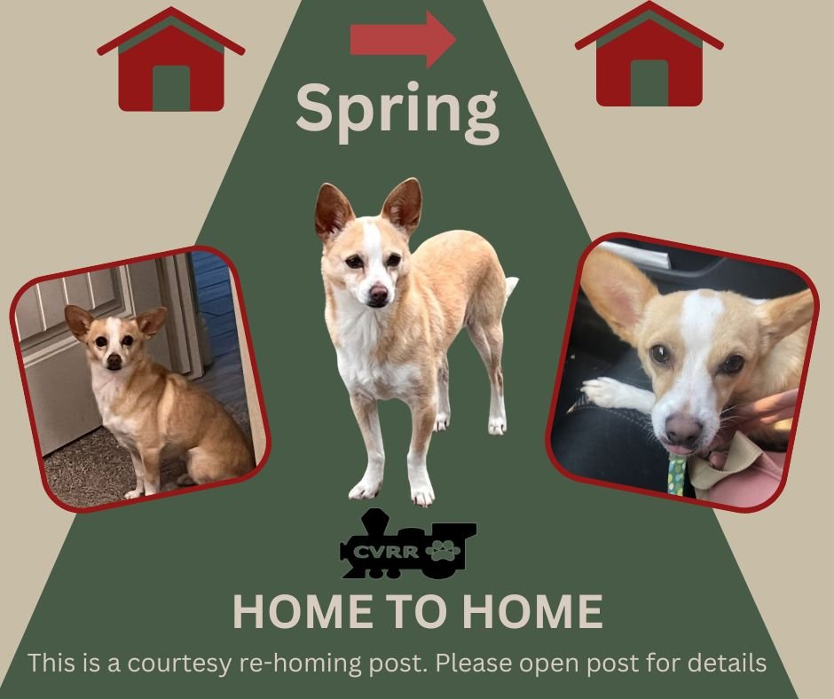 *SPRING* HOME TO HOME - Chihuahua available for adoption