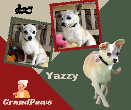 YAZZY (GRANDPAWS) - Chihuahua available for adoption