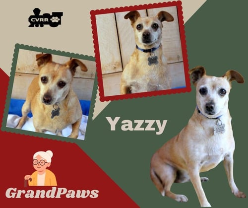 YAZZY (GRANDPAWS) - Chihuahua available for adoption