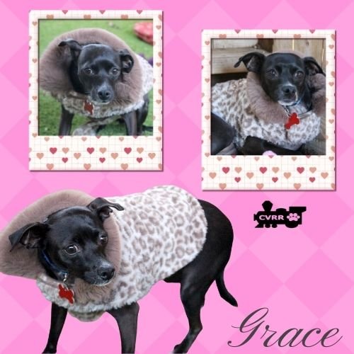 GRACE - Terrier / Chihuahua available for adoption