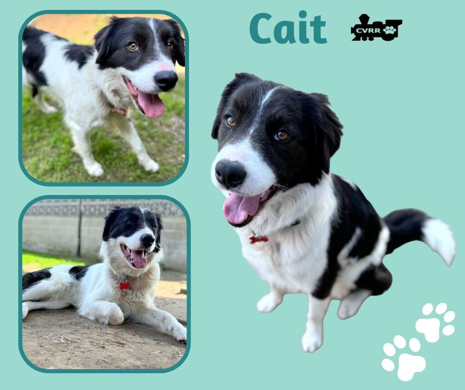 CAIT - Border Collie available for adoption