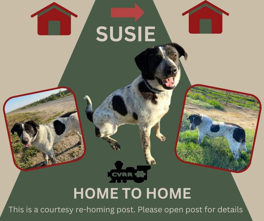*Susie* HOME TO HOME Image