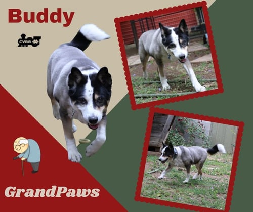 BUDDY (GRANDPAWS) - Border Collie / Australian Cattle Dog/Blue Heeler available for adoption