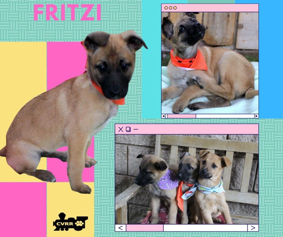FRITZI (PUPPY) - Shepherd available for adoption