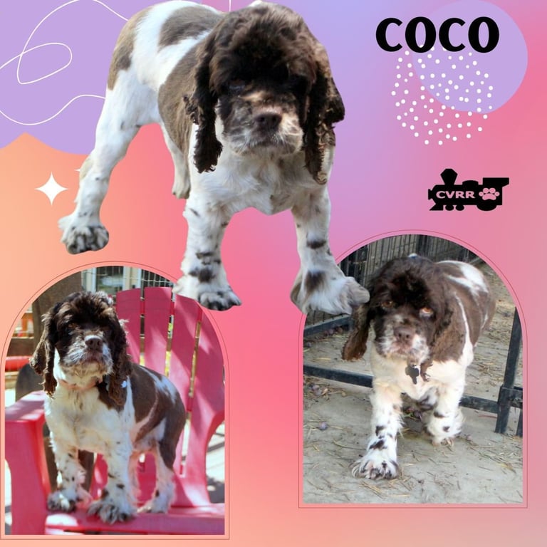 CoCo (Ritzy) Image