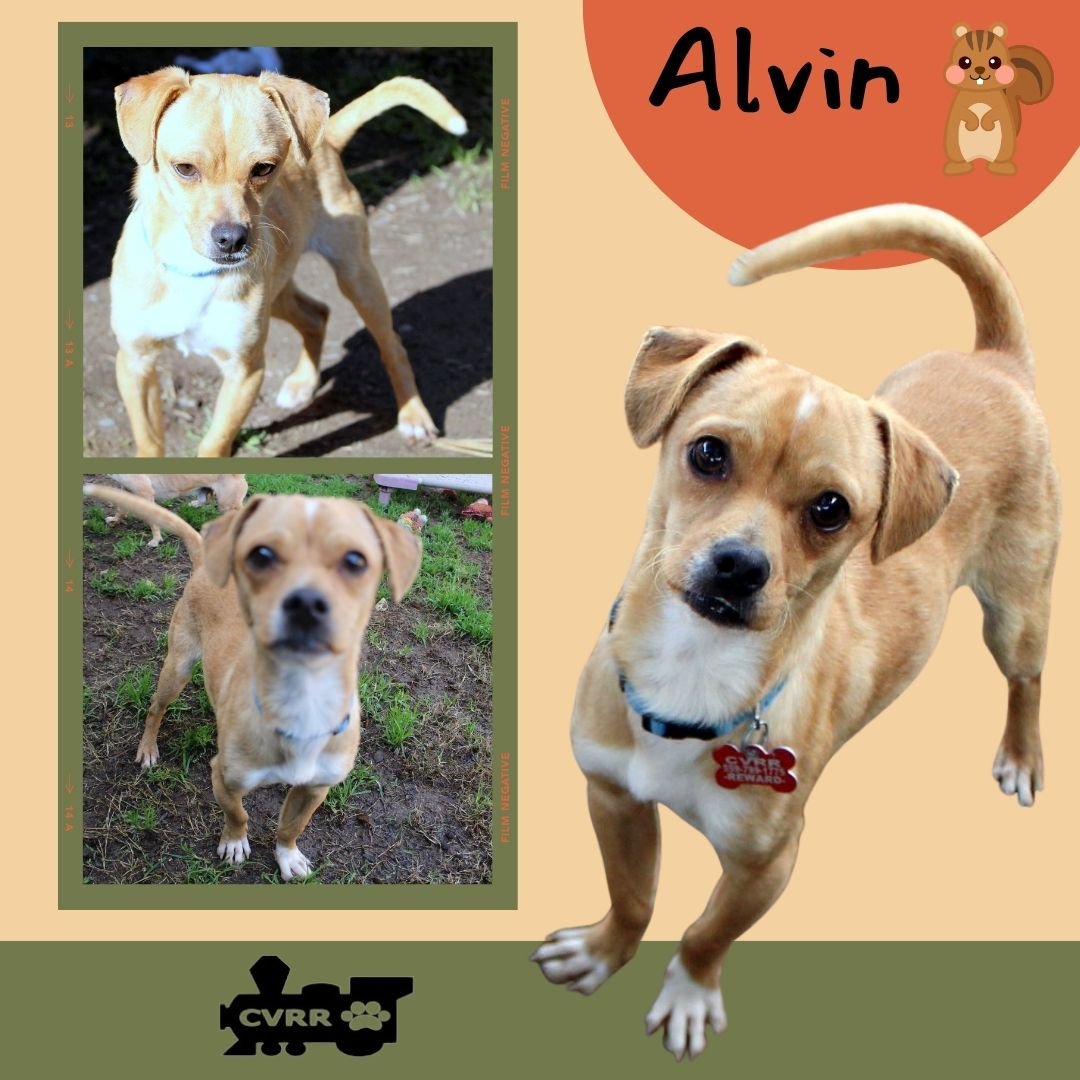 ALVIN - Chihuahua / Terrier available for adoption