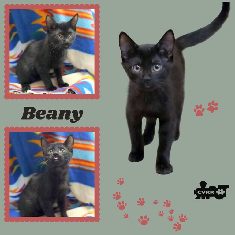 Beany (Kitten) Image